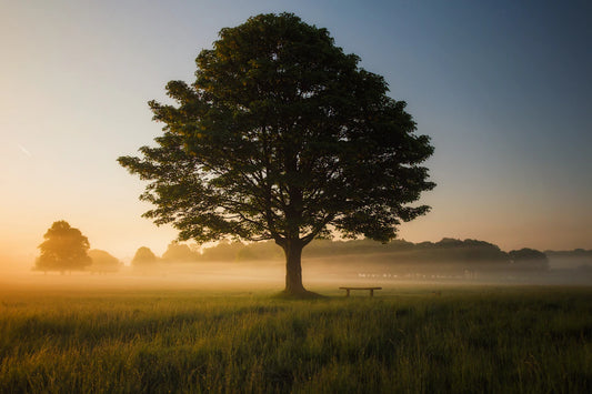 Embrace Serenity: Incorporating Mindfulness and Natural Supplements for Effective Stress Management