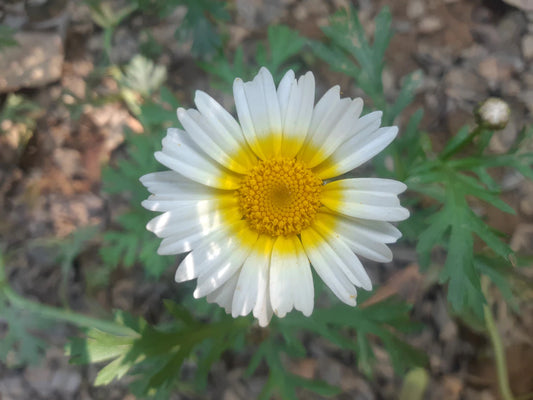 The Wonders of Herbal Remedies: Unlocking Nature's Secrets for Wellness