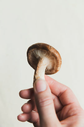 hand-holding-a-mushroom - BioTurmric